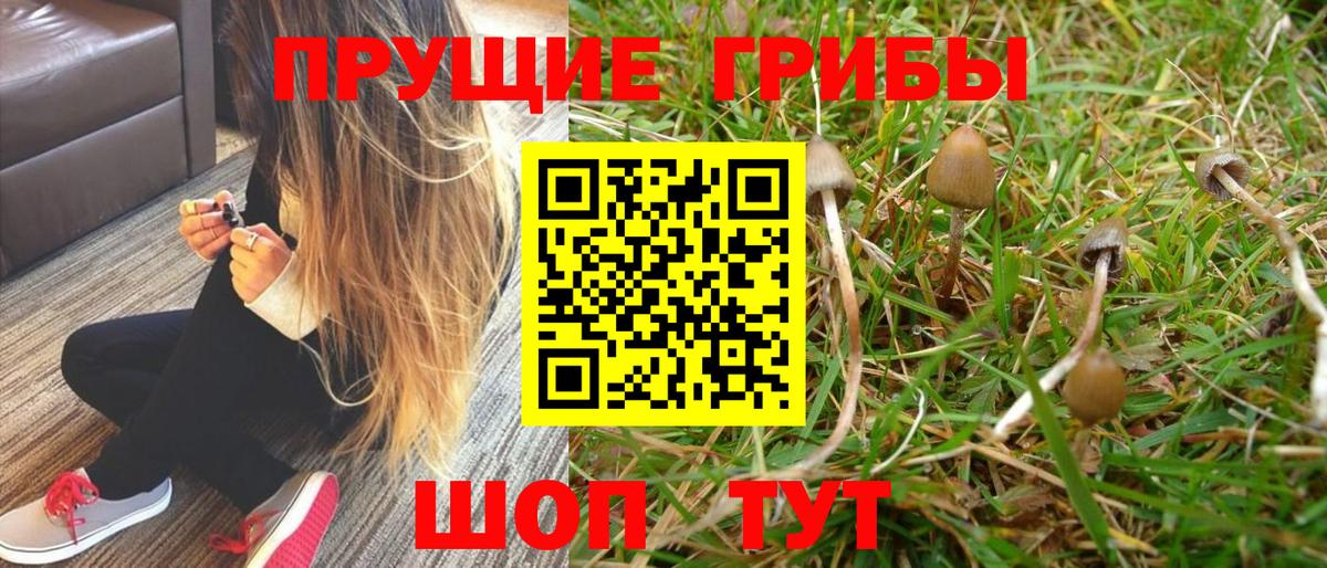 Новоалександровск  Галлюциногенные грибы MAGIC MUSHROOMS  купить наркоту  Вход с VPN 